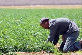 زراعة الكرك تعلن عن توفر بذار الشعير والقمح لمزارعي المحاصيل الحقلية