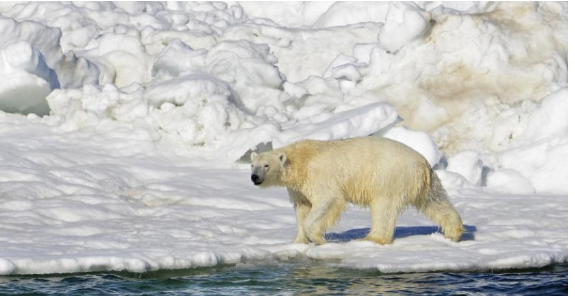 دب قطبي يقتحم قرية نائية في آلاسكا ويقتل شخصين