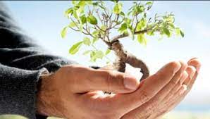 العقبة تحتفل بعيد الشجرة