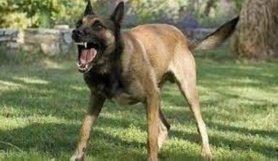 الكلاب الضالة تحتل السلط ليلا.. والافتاء تقول: اقتلوا المؤذي منها