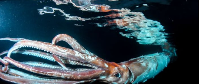 كائن نادر يشغل اليابان.. فما قصته؟