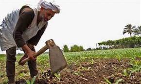 العوران: تأخر الهطول المطري بدأ يثير القلق وانعكس سلبا على الزراعة