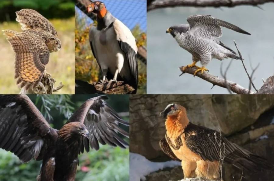 السعودية ..رصد 3 آلاف طير جارح بـ«محمية الملك سلمان»