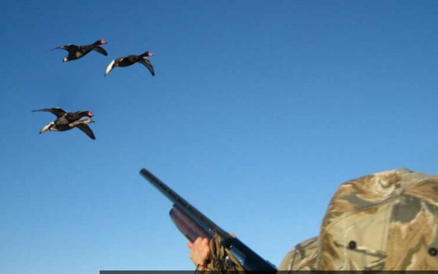 صور فيديوهات أثناء صيده طيورا نادرة.. ماذا كانت عقوبته؟