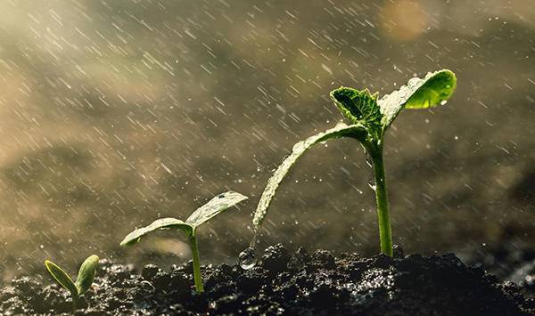 هل يتم تعويض المزارعين بسبب نقص الامطار؟