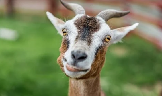 20 دينارا غرامة لصاحب كلب افترس “جديا” في إربد