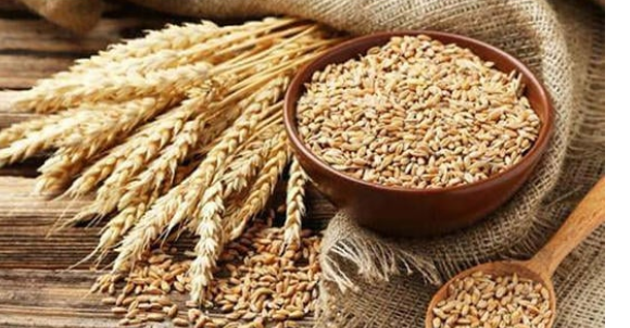 عجز متوقع بمادتي القمح والشعير في شمال الأردن