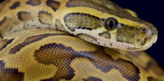 تعرفوا على أفعى ساحة بلدية الرصيفة