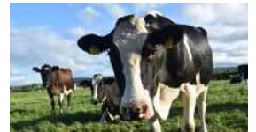 وزارة الزراعة: 1478 بقرة أصيبت بالحُمى القلاعية في 2022