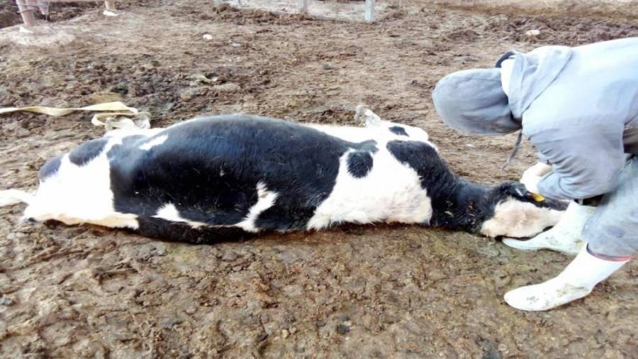 الزراعة: نفوق الأبقار بالأردن ليس بسبب الحمى القلاعية