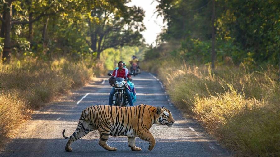 حل حكومي يؤدي إلى تراجع المواجهات بين السكان والنمور في بنجلاديش