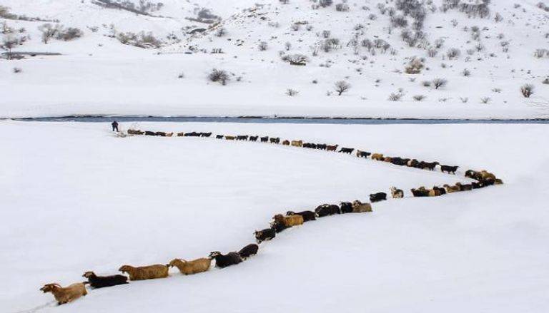 قطيع الغنم المذهل لم يعبر ثلوج تازة المغربية.. إليك حقيقة الصورة