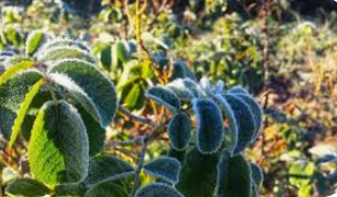 زراعة المفرق تدعو إلى اتباع الإرشادات خلال المنخفض الجوي