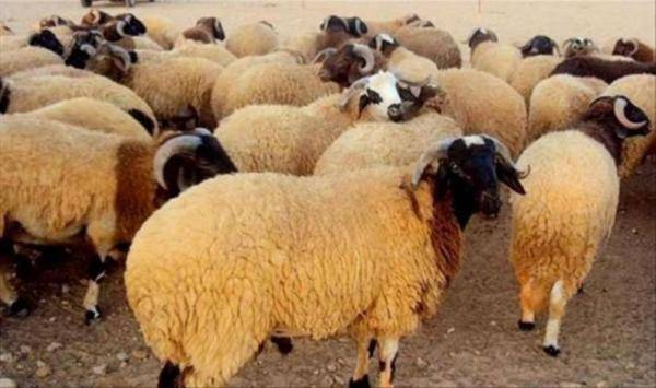 زراعة المفرق تدعو مربي الماشية لاتخاذ الاحتياطات اللازمة خلال الظروف الجوية السائدة