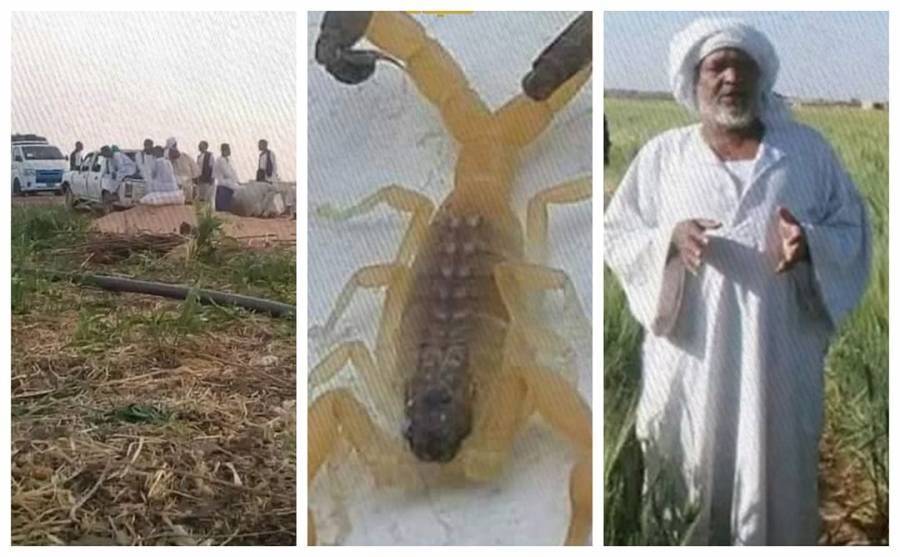 عقارب قاتلة تزهق أرواح الأطفال في السودان