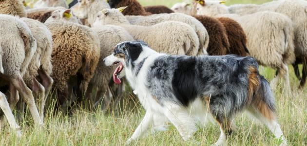 الحبس لشقيقين قتلا كلاب حراسة لسرقة قطيع أغنام في الزرقاء