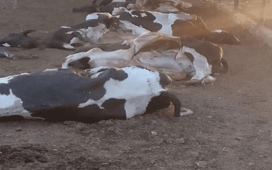 الزراعة: لا حالات حمى قلاعية من العترة السابقة بالأبقار