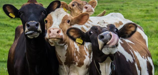 الحاج: نحو 25 مليون دينار خسائر بسبب الحمى القلاعية