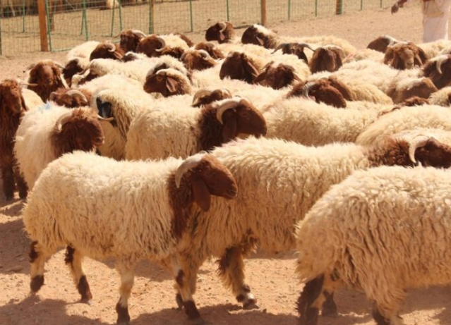 الأمانة تغلق “سوق الحلال” بسبب الحمى القلاعية