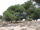 مجهولون يقطعون 80 شجرة حرجية في منطقة دير ورق بالمفرق