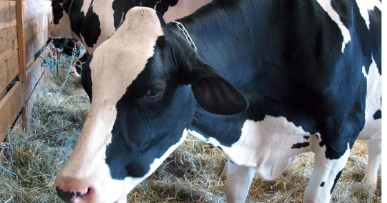 قروض لمزارعين تضرروا من الحمى القلاعية