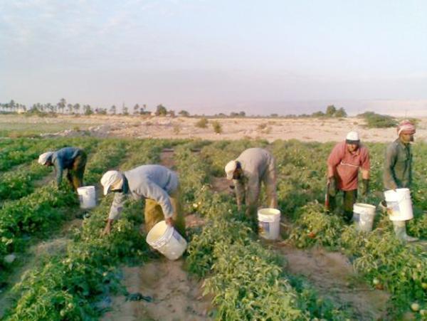 مطالبة بإعفاء المزارعين من فوائد القروض وتأجيل الأقساط