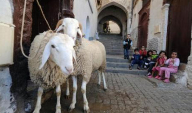 تونس .. دعوات لإلغاء عيد الأضحى