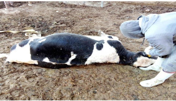 الزراعة: 11 ألف إصابة بالحمى القلاعية