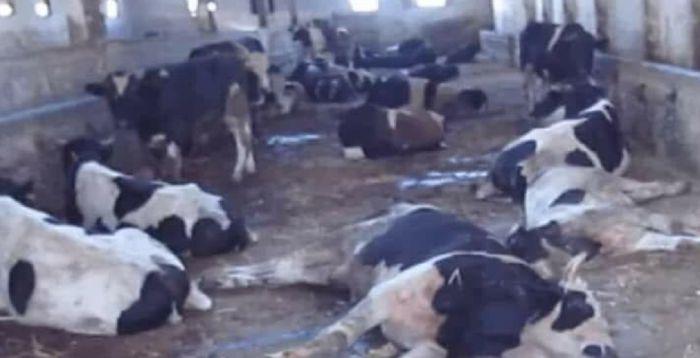 الحكومة: خطة للتعامل مع الحمى القلاعية في الأردن