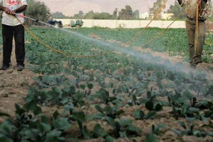 الأمطار تُبدد مخاوف مزارعي الأغوار الشمالية من نقص مياه الري