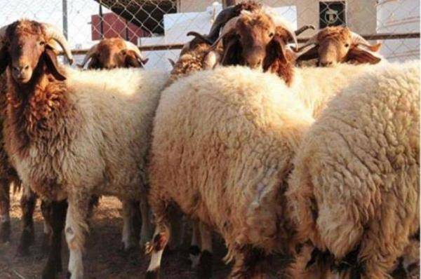 لا اصابات بالحمى القلاعية بين الأغنام .. وتوقعات بانخفاض أسعار اللحوم محليا
