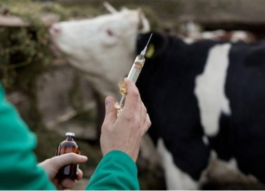 لجنة تحقيق دولية لتحديد سبب دخول الحمى القلاعية إلى الأردن