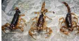 بدء موسم العقارب