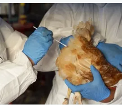 تحسبا لانتشاره بين البشر.. خبراء يوصون بلقاح ضد فيروس مقلق