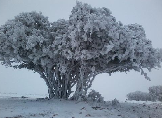 طقس العرب: زخات ثلجية على قمم جنوب الأردن الأحد