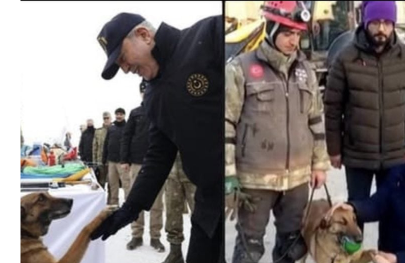 كلبة مدرّبة تُنقذ 12 شخصاً في زلزال تركيا