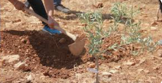 تمهيدا للاستيلاء عليها: مستوطنون يزرعون الأشجار في أراضي المواطنين بمسافر يطا