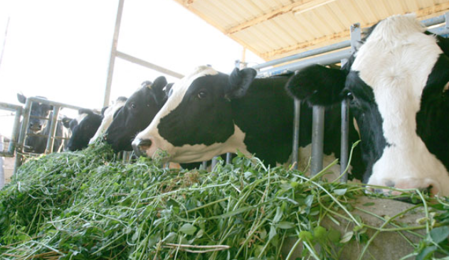 الحاج: نفوق نحو 1000 بقرة بسبب الحمى القلاعية