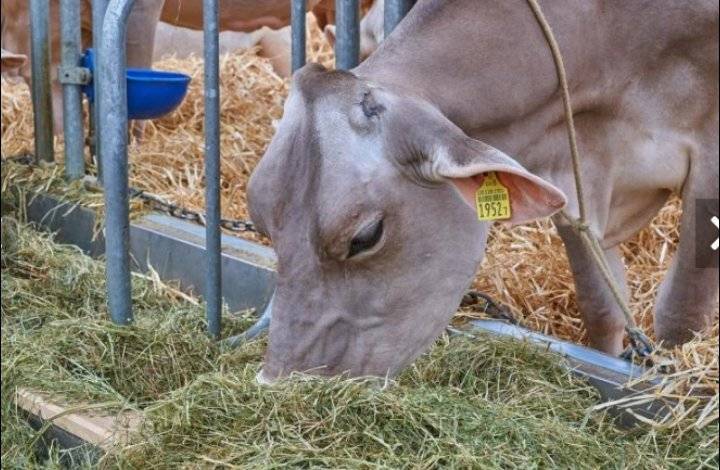 الزراعة: إيقاف استيراد القش من العراق