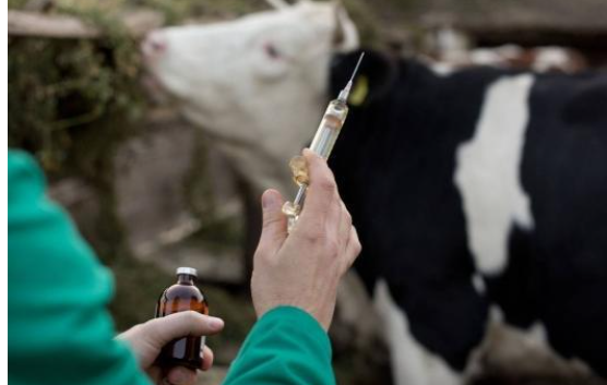 الزراعة: تحصين 52625 رأسا من الأبقار من الحمى القلاعية