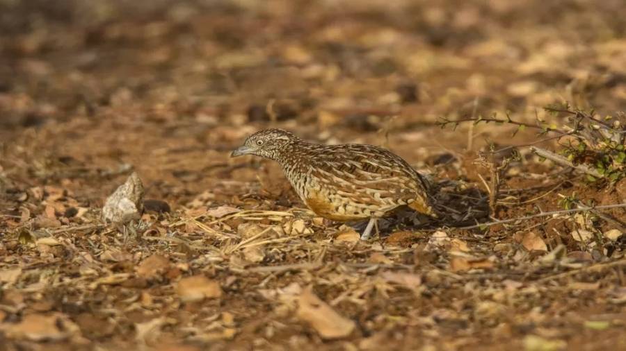 فتح موسم صيد طائر الفرّ اعتبارا من الأربعاء