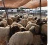 إعادة فتح أسواق المواشي بمحافظات الجنوب الجمعة