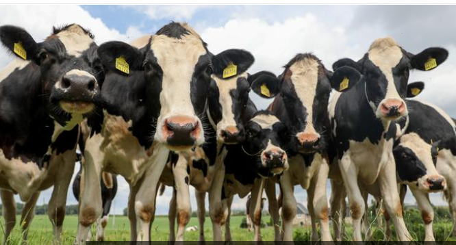 لا إصابات جديدة في مزارع الأبقار بالضليل