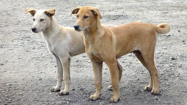الحكومة: 100 ألف دينار كلفة تجهيز مأوى لجمع الكلاب الضالة