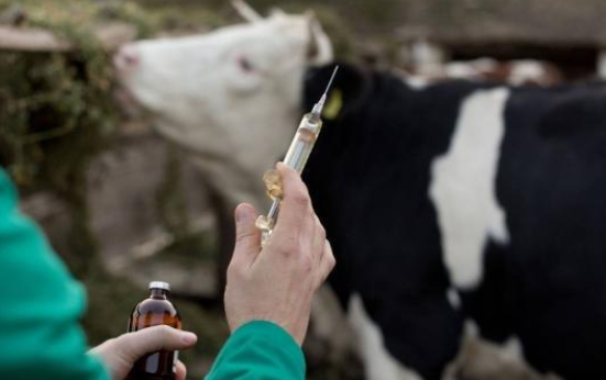 بدء إعطاء الجرعة الثانية من لقاح الحمى القلاعية اليوم