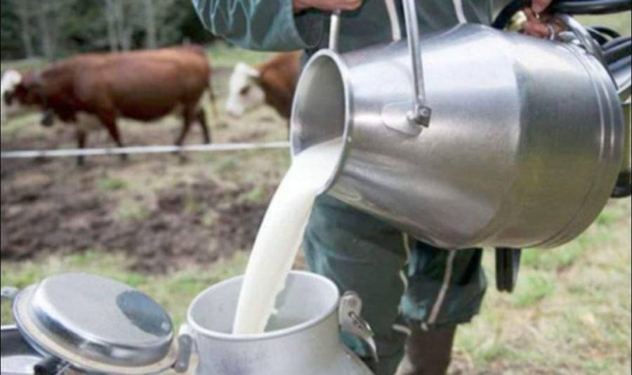 مربو الأبقار: توفر كميات الحليب اليومية بما يغطي حاجة السوق