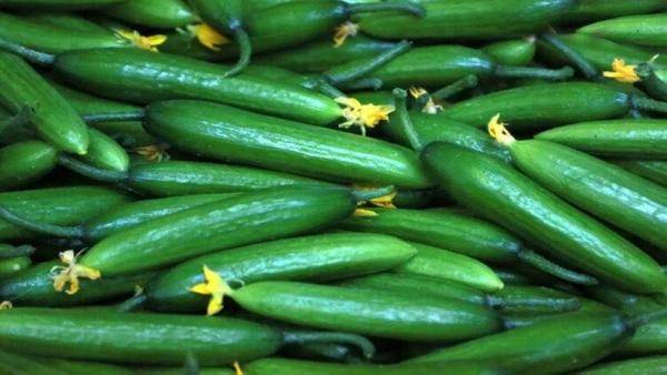 انخفاض سعر الخيار إلى 70 قرشا للكيلو في السوق المركزي