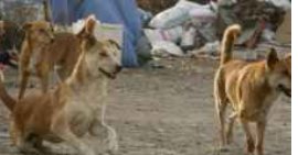 الحادثة الثانية في أقل من أسبوع.. كلاب ضالة تعقر أربعينيا جنوبي عمان