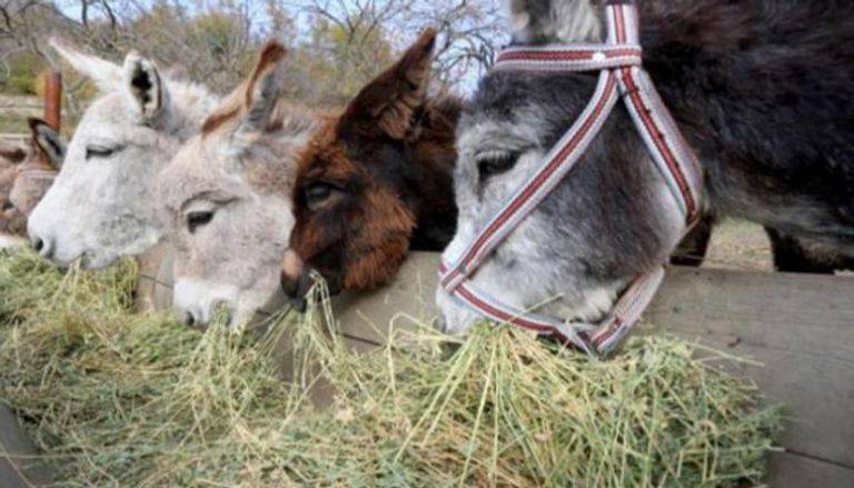 رؤوس حمير تثير القلق في مصر.. الداخلية تكشف السر