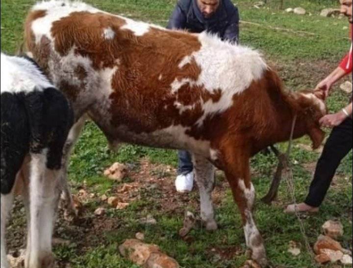 تنفيذ الحملة الوطنية للتلقيح ضد مرض الحمى القلاعية في بني كنانة